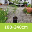 Alnus Imperialis Half Standard 180-240cm